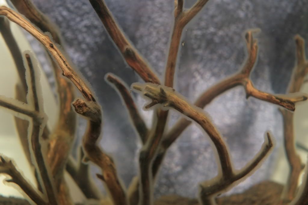 Fuzzy white stuff on my driftwood. HELP! The Planted Tank Forum